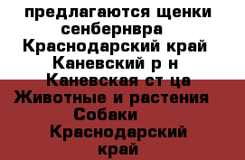 предлагаются щенки сенбернвра - Краснодарский край, Каневский р-н, Каневская ст-ца Животные и растения » Собаки   . Краснодарский край